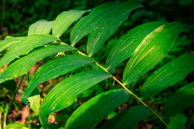 Banaba Leaf, an ingredient in GlycoAid